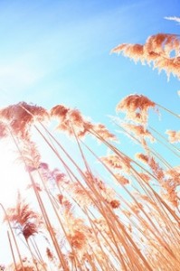 Grass